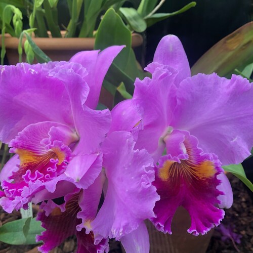 Visit Allelujah's profile on GETTR. View their posts, photos, videos, and connect with them on the social platform.