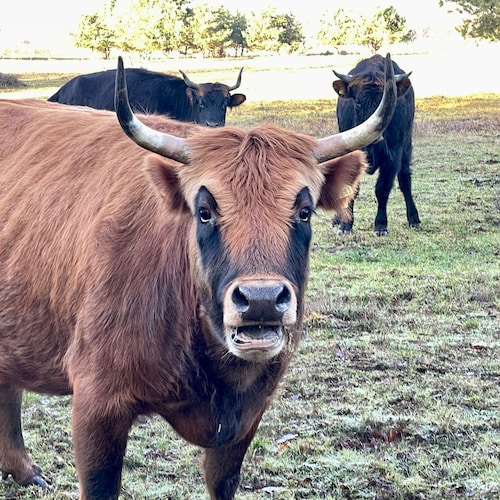 Visit impfnix's profile on GETTR. View their posts, photos, videos, and connect with them on the social platform.