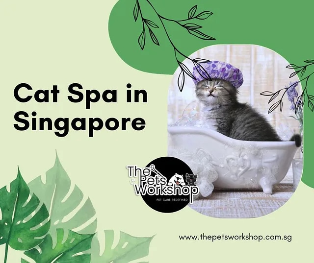 The emergence of cat spas is not just a luxury — The Pets Workshop

The emergence of cat spas is not...