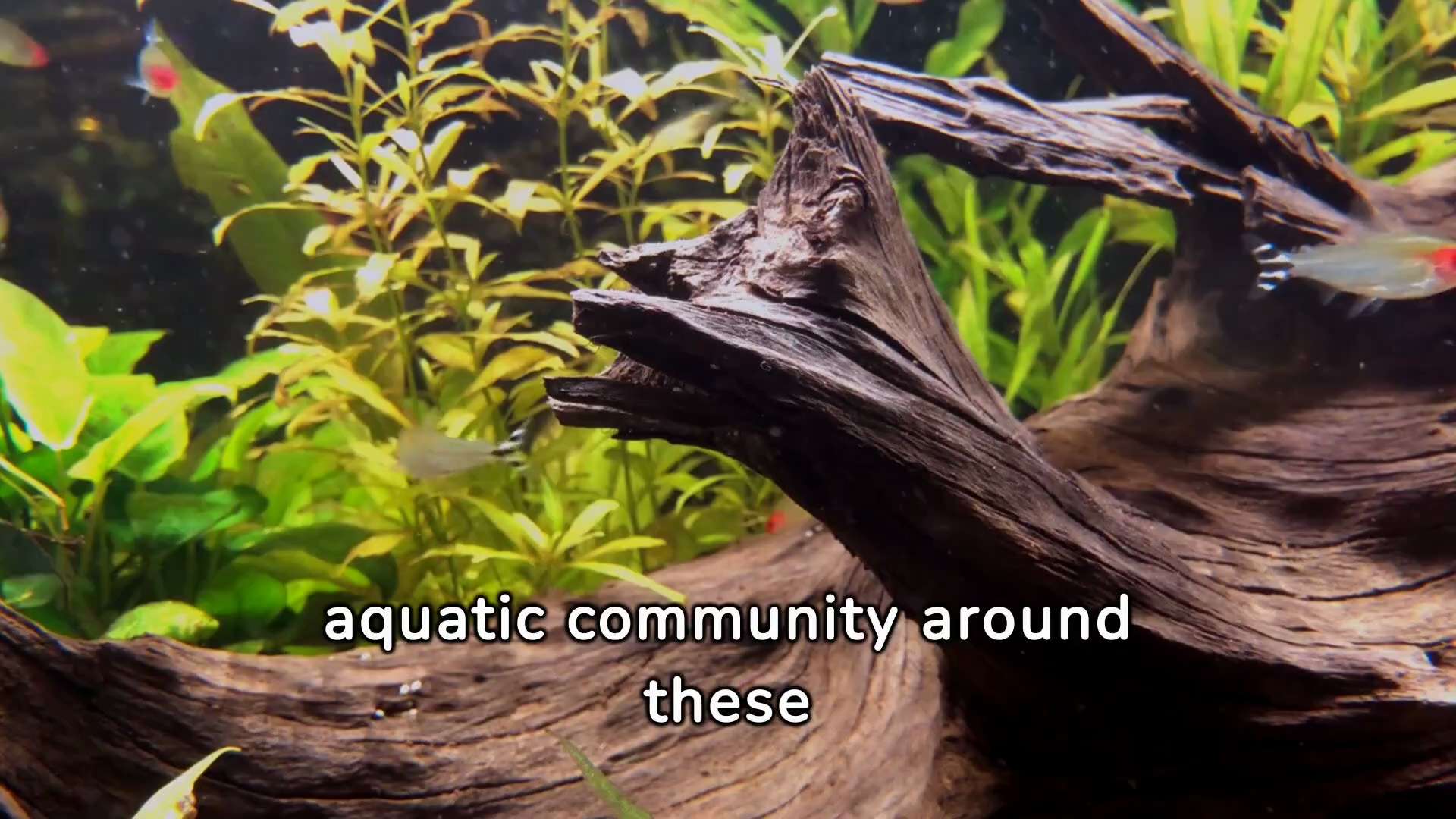 Tank Mates for Bala Shark: A Quick Guide

Whether you are actually dealing with acquiring a Bala Sha...