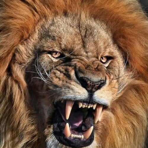 America the land of freedom. 🙏🇺🇲

Long live the brotherhood.    L.L.T.B

⚔️⚔️🇺🇸⚔️⚔️

WWG1WGA ⚙️🇺🇸🦅⚔️