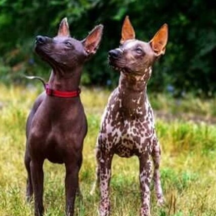 Visit Je.suis Lito's profile on GETTR. View their posts, photos, videos, and connect with them on the social platform.