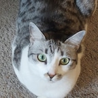catiefree3