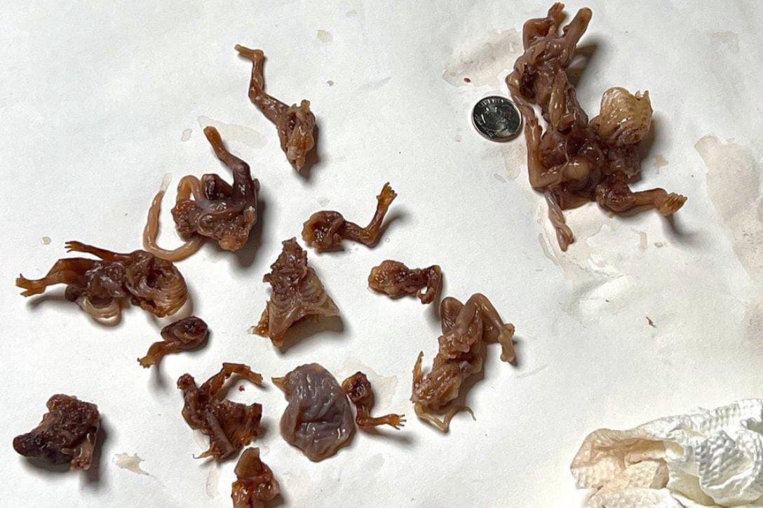 In March 2022, pro-life activists tragically discovered the remains of 115 aborted babies being disc...