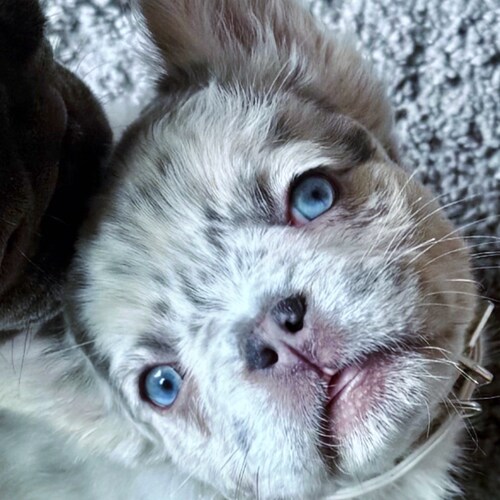 Conservative Christian mom from Texas who loves her freedom and her Frenchies 💕