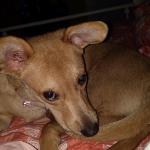 Christian, Marine brat, Trump supporter, animal lover who is 70 years old and will fight for my country and ALL of our i...