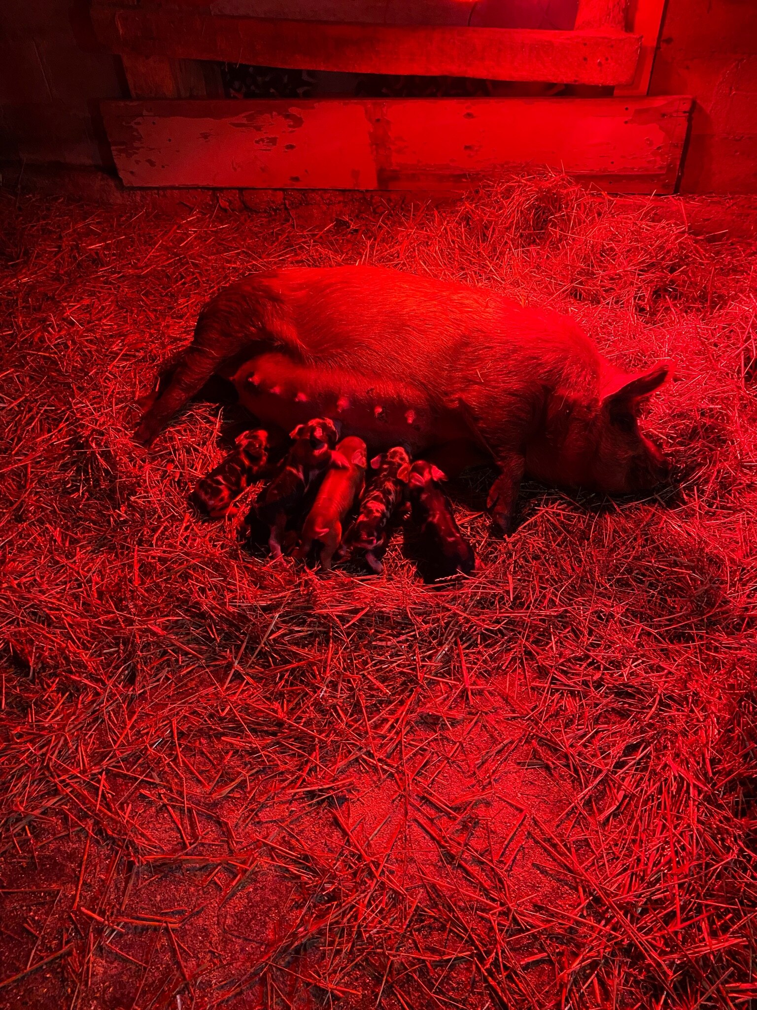 Had my second litter come last night. Homesteading is so fun. 