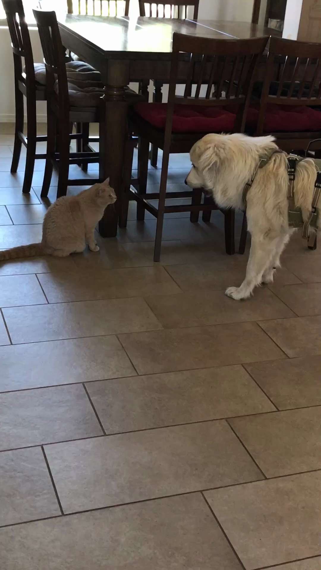 What’s up GETTR Fam! 🫶❤️
Lots of fun on the farm going on stay tuned but thought I’d share some vid...