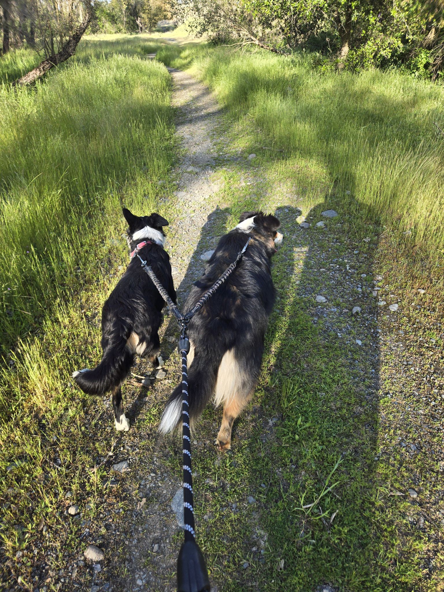 Zeke and Zelda just chilling on a walk. #chillmode #AussieDogs 
