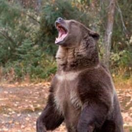 Visit arlanpeckham2x's profile on GETTR. View their posts, photos, videos, and connect with them on the social platform.