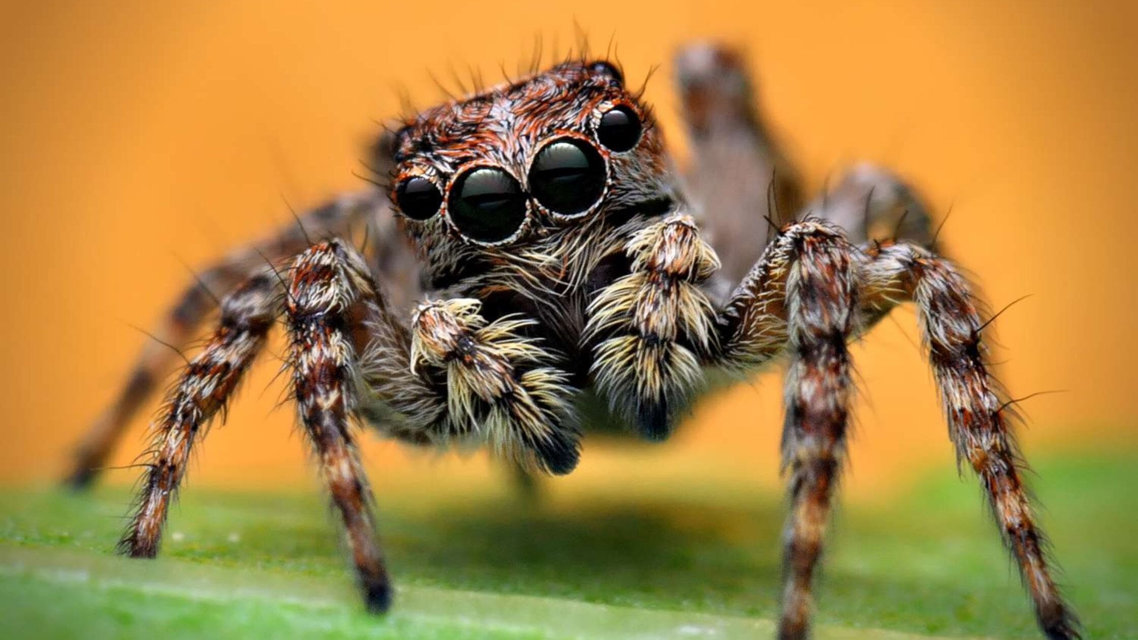 Decoding the Jumping Spider Diet: What Do These Tiny Hunters Feast On?

Jumping spiders, with their agile movements and keen eyesight, are fascinating creatures that often captivate the curious minds of nature enthusiasts and researchers alike. One of the aspects that piques interest is their diet. Despite their diminutive size, jumping spiders are voracious predators, preying on a variety of small insects and arthropods. In this blog post, we delve into the intricate world of jumping spider diet, exploring what these tiny hunters feast on and the strategies they employ to secure their meals.

Visit us: https://get2knowthis.com/what-do-jumping-spiders-eat/
