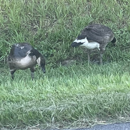 I’m a mother of 2. Erik, 24 & Amelia, 17. Wonderful Husband! . I’m LUO student.