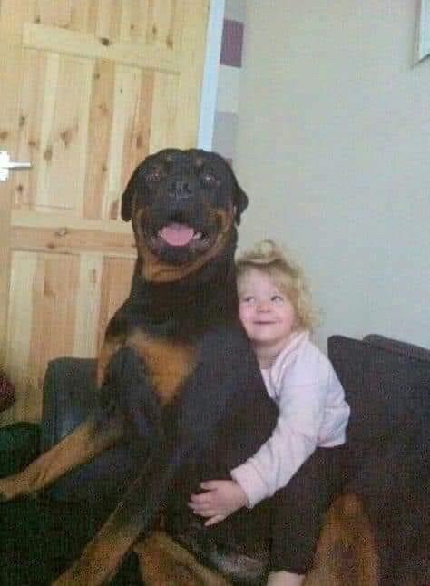 Our 14-year-old dog Abbey died last month. The day after she passed away my 4-year-old daughter Meredith was crying and talking about how much she missed A