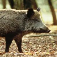 Les policiers viendront m’arrêter dès qu'un notable local catholique, une mosquée ou une synagogue leur soufflera à l'or...
