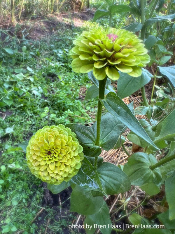 Todays zinnia… I love this one!