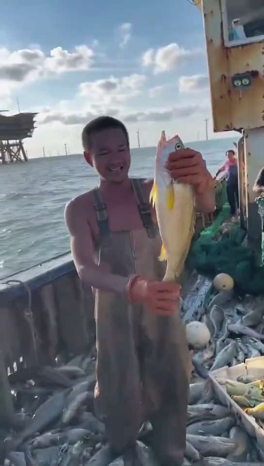一网网了那么多大黄鱼