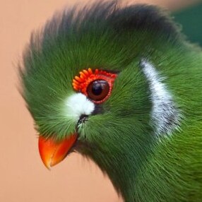 🇬🇧UK  🇺🇸US PATRIOT 🇺🇸Trump 100% 🇺🇸 support and defend the Constitution 🦅AMERICA 1st🦅   Self certified acct