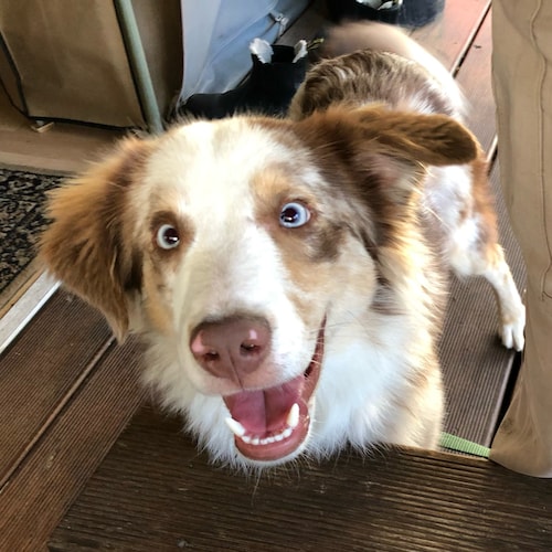 DEXIT NOW‼️‼️‼️‼️!
Patriots of all countries stand together!