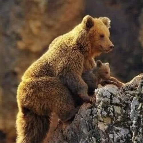 Tous le monde est né pour mourir une fois , l'honneur et la honte vivent éternellement ☝️🇷🇺✨  PAGANIST 💫 Arts Collaps...