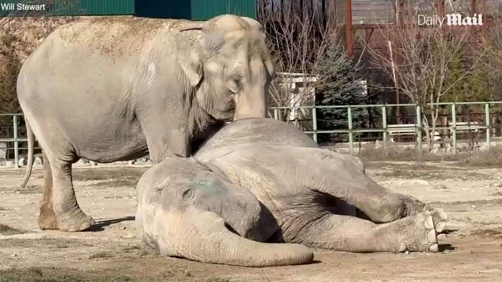 Collin Rugg: Retired circus elephant seen mourning and trying to comfort her partner of over 25 years after she had collapsed and passed away.
Jenny and Magda were performing partners in Russia for over 25 years.
When Jenny passed away this week, Magda refused to let veterinarians near her for several hours as she hugged the elephant.
"In the first minutes after the tragedy, she lightly pushed her friend and tried to lift her, and then began to hug her," news outlet Baza reported.
"Magda said goodbye to Jenny for several hours and did not allow veterinarians near her."
So sad.
Video: Daily Mail
https://x.com/collinrugg/status/1900645264324784177?s=46