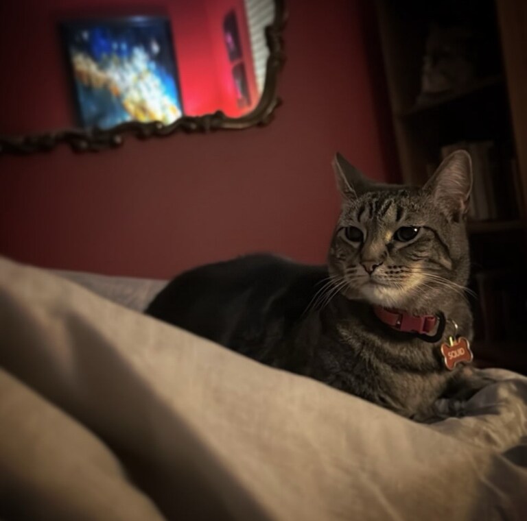 Squiders

#cats #CatsOfgettr #pets  #squid #kitty #squiders #paws #furry #squidvicious #kc #kcmo #kansas #kansascity #prettykitty #missouri #ilovemycat #of