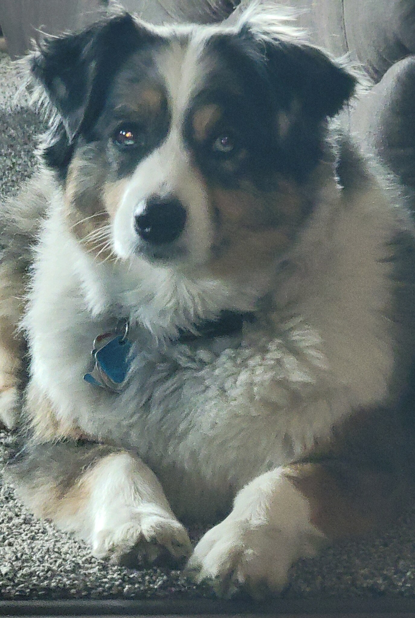 Hey EVERYONE say HAPPY 6th BIRTHDAY to my happiest sweetest most loving puppers ever, Kensi Grace!!!...