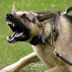 GATOR  🇺🇸