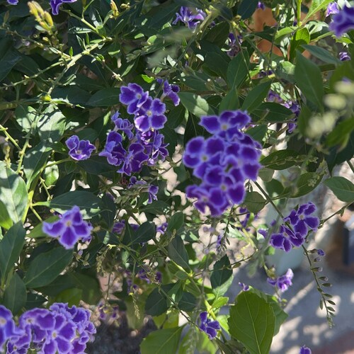 Hardworking, wife, mother, grandmother