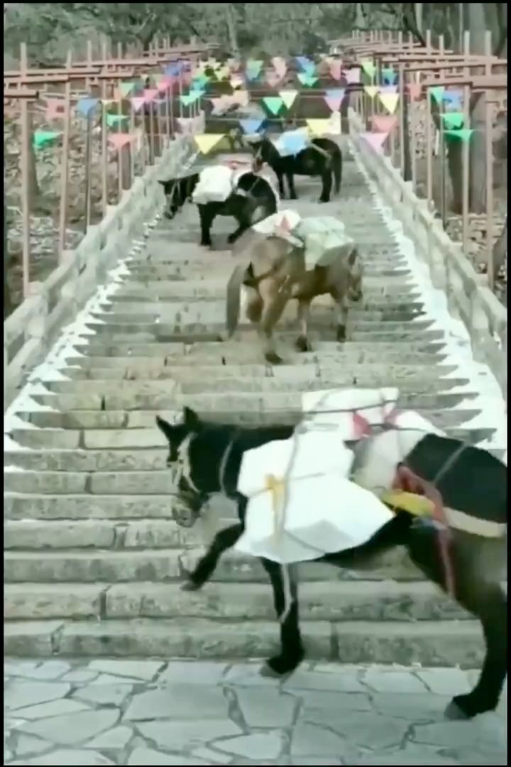 Donkeys who understand physics know the easiest way to climb a steep staircase is to cross-climb
