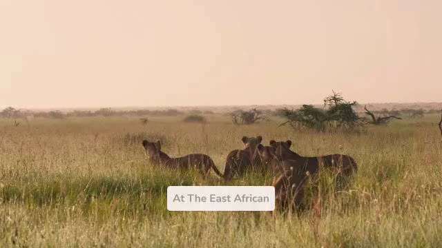 Tanzania Safari: Experience The Greatest Of African Nature

Journeying to the soul of Africa for a s...