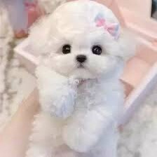 伊朗敲定了 65 亿美元的购买 48 架 Su-35 战斗机的交易，因作战需要和与现有俄罗斯飞机的整合而拒绝了中国的歼-10C，凸显了中共在中东军事采购中的影响力减弱。