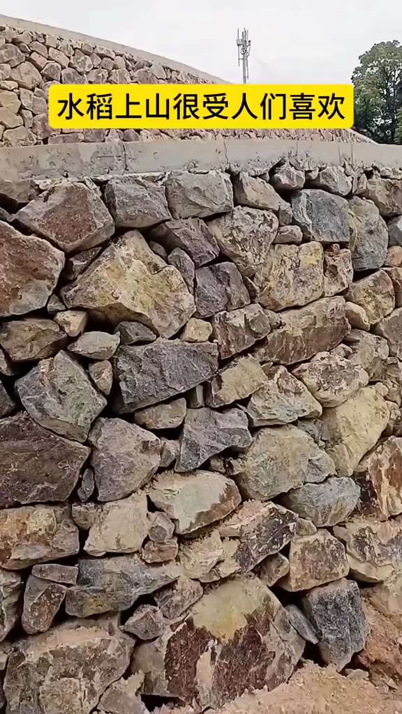 水稻🌾上山😠