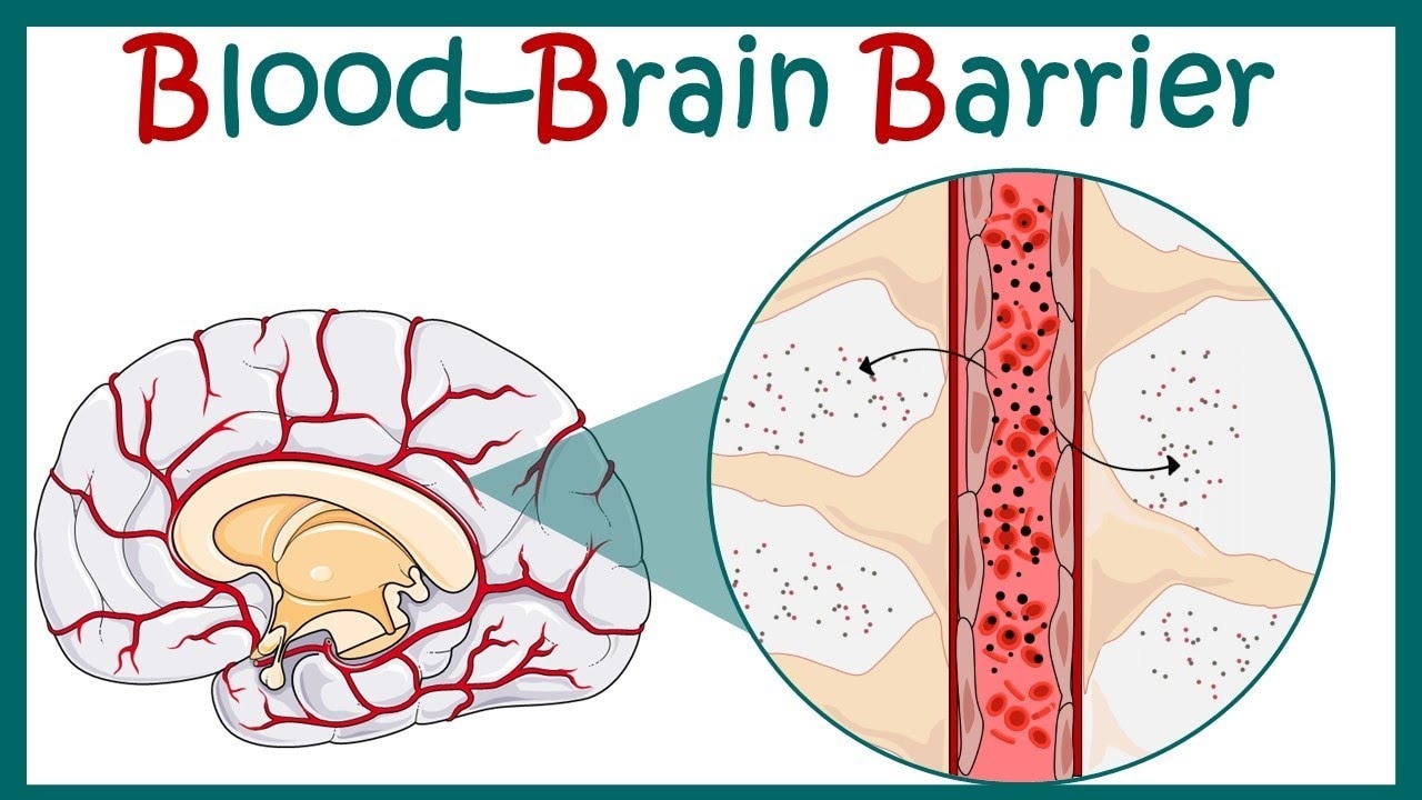 Global Blood Brain Barrier Market to Grow via Nanotech Delivery


 The Global Blood Brain Barrier Ma...