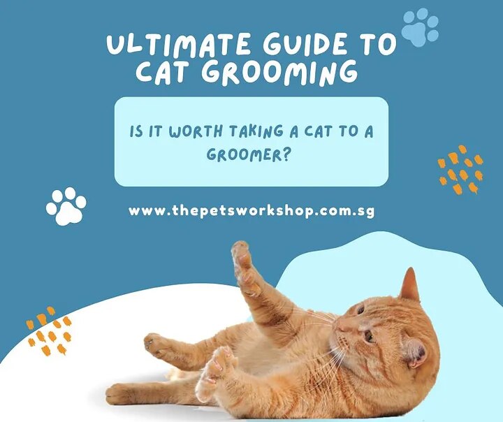 Is It Worth Taking a Cat to a Groomer? The Ultimate Guide to Cat Grooming and Why It Matters — The P...