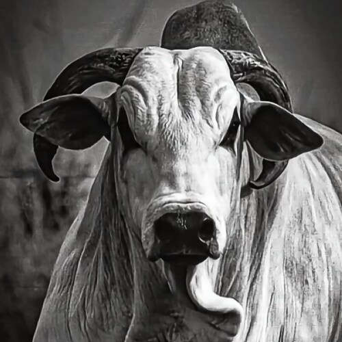 Advogada Criminalista/ Cristã/ Patriota 🇧🇷/ Bolsonaro/ Agro na veia