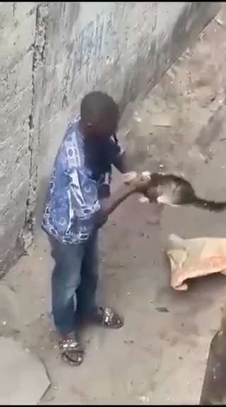 Fluffy is not missing.  He was dinner for an illegal alien.  You can take your signs down.