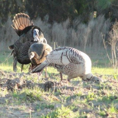 Our "CONGRESS" are almost ALL FAILURES and part of a "CONGRESSIONAL RICO CONSPIRACY" working AGAINST...