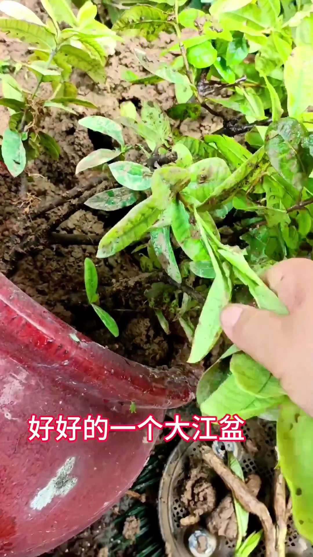 #过度防疫  
突然想到当时“破四旧”事件时，打砸破坏了多少文物！

新冠疫情时中共的过度封控、广东基孔肯雅热疫情过度防疫，从来没有离开“破四旧”。
