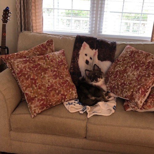 MAGA SAVE THIS COUNTRY! Enjoy Politics & decorating, animal advocate, will fight for the USA