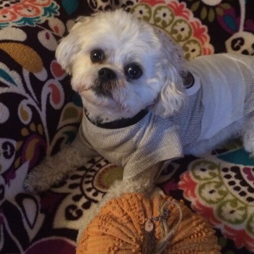 Christian Conservative, Patriotic, Wife, Mother