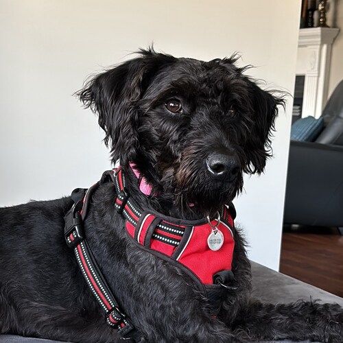 🇨🇦Canadian Deplorable and member of the fringe minority