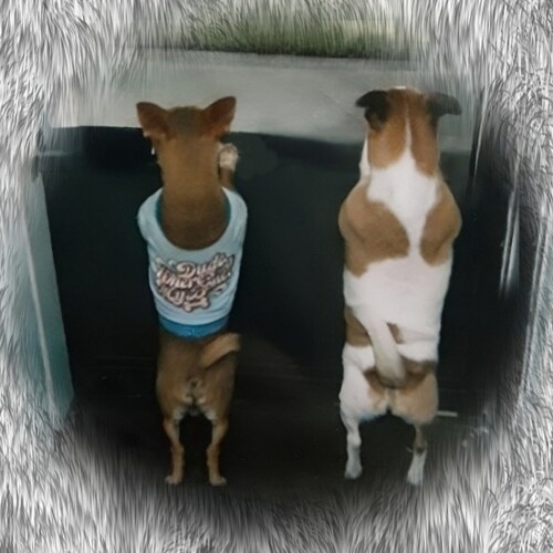 I'm an Independent Fundamental King James Bible believing Baptist. I'm a Jesus supporter. America needs to turn back to ...