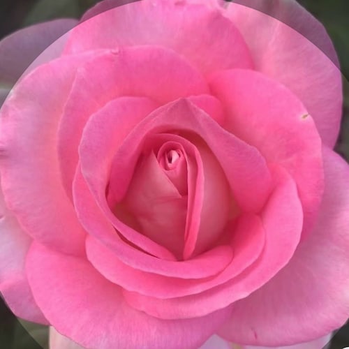 We Are the Citizens of the New Federal State of China

Our Mission is to Take Down the EVIL Chinese Communist Party