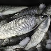 Marine  2/9, Camp Carroll Viet Nam 67-68 / Hell in a Helmet!