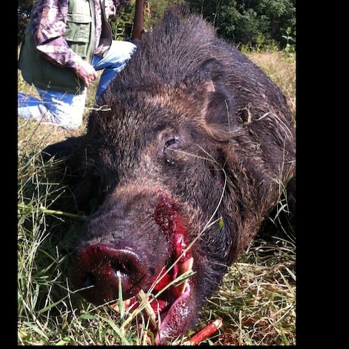 GOD, Wife, Ringo, Dani, 
We need to feed pigs Islamic Jihadists & rid them from AMERICA. SAVE CHRISTIANITY, we are not t...