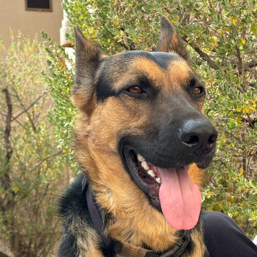 Jesus Saves, Border State Dwelling🌵 PURE ❣️BLOOD GSD MOM FREE TINA PETERS
 🖕🏼Katie SLHobbs & Kris Mayes
ARIZONA IS MA...