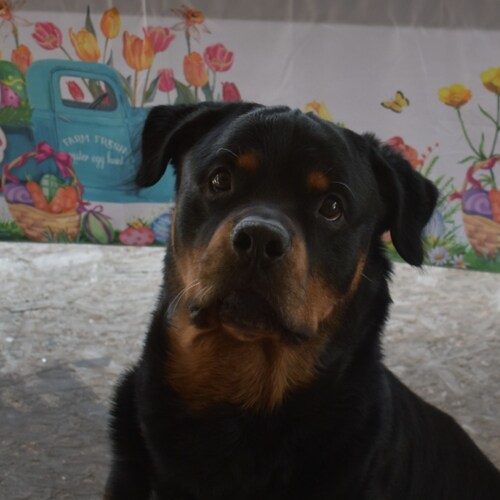 WE  MUST CONTINUE to remove RINO's & Dems from R Republic till they are inconsequential. BAN the Use of machines 4 hones...