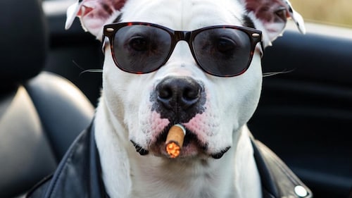 What's the Big News 2-4-2066 