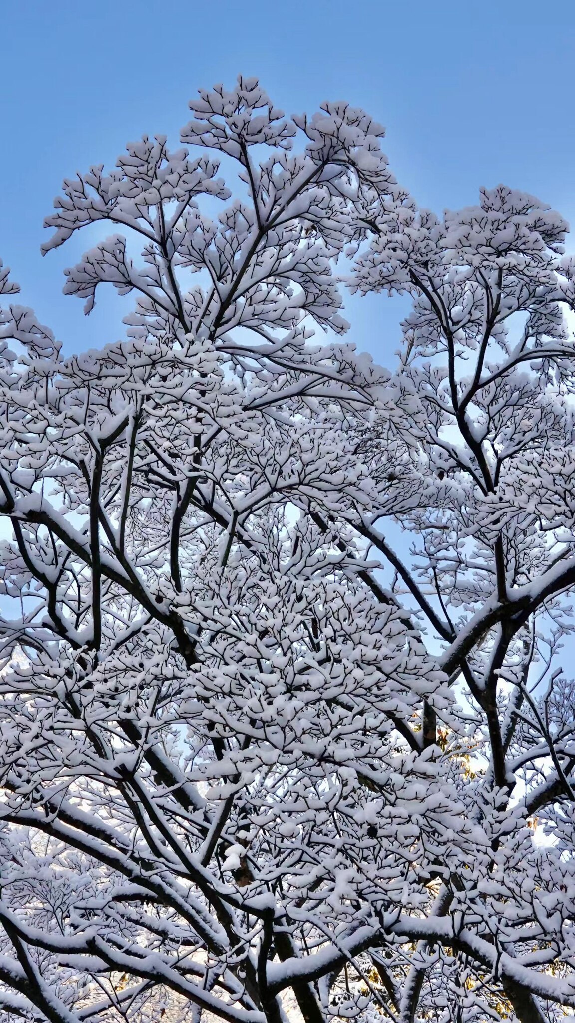 推开家门吉祥如意！🙏🙏🙏May blessings and good fortune greet you at your doorstep! 🙏🙏🙏