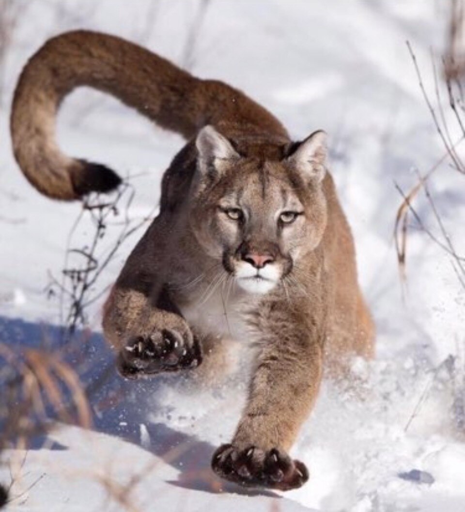 "The way of the wicked is an abomination to the LORD, but He loves one who pursues righteousness." ~...